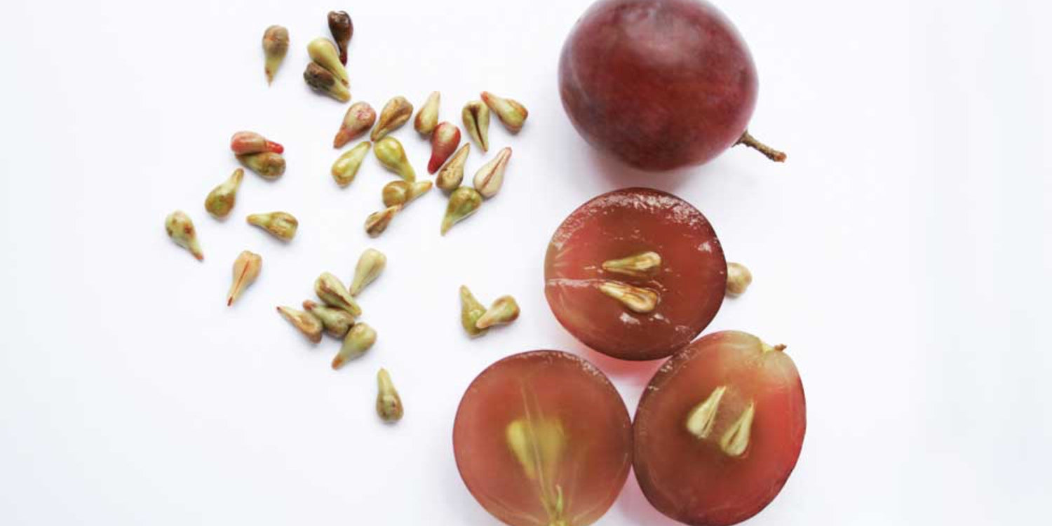 Upcycling of grape pomace and seeds: sustainable natural cosmetics | Grapey